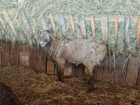 گوسفند (گروه، جنسیت مشخص نشده), Hissar sheep — عکس 7