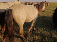 Faras dhaddig, Horses — sawirka 1