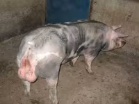 Doofaar lab, Pigs — sawirka 1