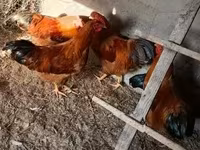 ኒው ሃምፕሻየር ቀይ — ፎቶ 3