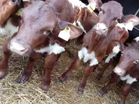 Bydło (partia, płeć nieokreślona), Simmental cattle — zdjęcie 4