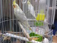 Qefes yeke iri quslar qefesleri balacada var Qəfəs — foto 3