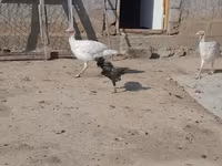 Turkeys — foto 3