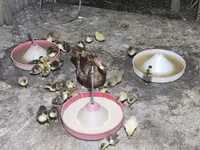 Ducks — Foto 1