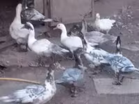 Ducks — zdjęcie 1