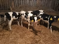 Бұқа, Russian Black pied cattle — 2-сурет