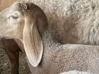 قوچ, Arashan sheep — عکس 3