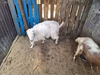 Goat, Goats — photo 1