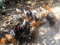 Chickens — عکس 5