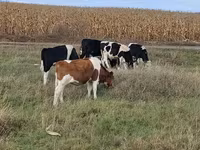 公牛, Russian Black pied cattle — 照片 3