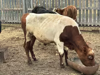 Toro, Mucca kazaka a testa bianca — foto 2