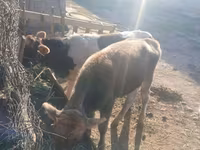 암소, Russian Black pied cattle — 사진 5