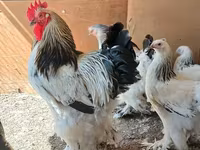 براهما — عکس 6