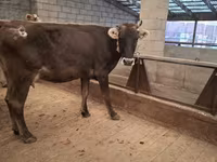 Lembu betina, Cattle — foto 4