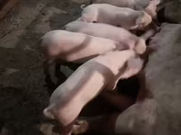 Vier, Porci — foto 4