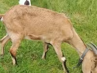 Коза, Nubian Goat — снимка 1