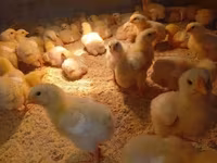 Chickens — 照片 3
