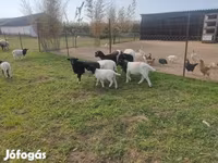 แกะตัวผู้, Dorper sheep — รูปภาพ 6