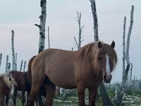 Cavallo, Kushum Horse — foto 1