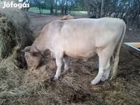 Byk, Charolais cattle — zdjęcie 2