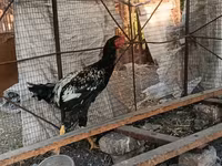 Shamo tavukları — foto 2