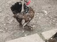 Chickens — الصورة 7