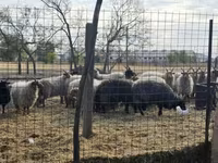 Cừu đực, Racka sheep — ảnh 1