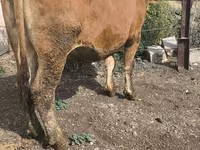 گاو ماده, گاو — عکس 8