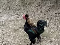 بنتام ژاپنی — عکس 1