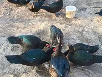Ducks — fotografija 3
