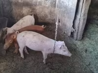ወንድ አሣማ — ፎቶ 4
