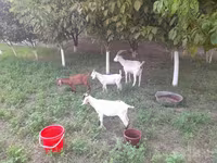 Koza, Alpine goat — zdjęcie 3