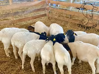 Brebis, Dorper sheep — photo 2