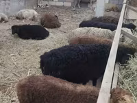 በግ, Sheep — ፎቶ 4