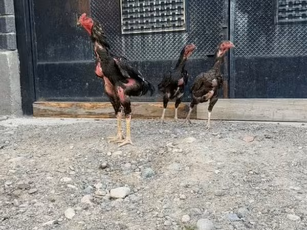 Ayam Cemani