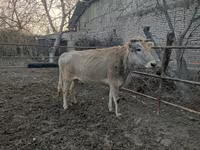 Vacă, Bovine — foto 4