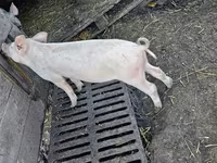Knur, Świnie — zdjęcie 3