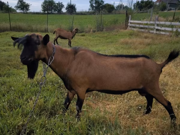 Jarac, Alpine goat