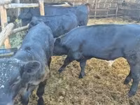 Lembu betina, Aberdeen-Angus — foto 5