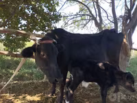Vacă, Bovine — foto 1