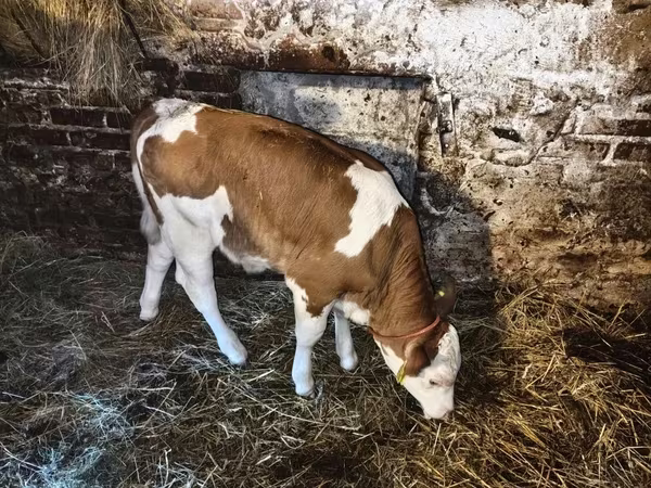 Vacă, Bovine — Polonia