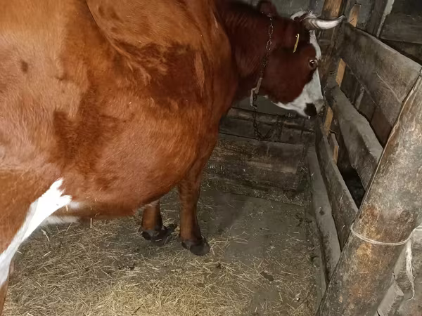 گاو ماده, Simmental cattle