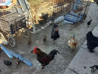 Chickens — foto 4