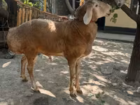 قوچ, Rhon sheep — عکس 1