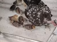 Guinea fowl — புகைப்படம் 6
