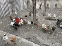 Chickens — ፎቶ 3