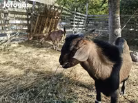 Cabra, Nubian Goat — foto 8
