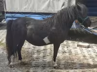 Kuda betina, Horses — foto 2