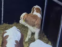 Bull, Limousin cow — photo 2