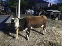 Ko, Latvian Blue cattle — foto 1